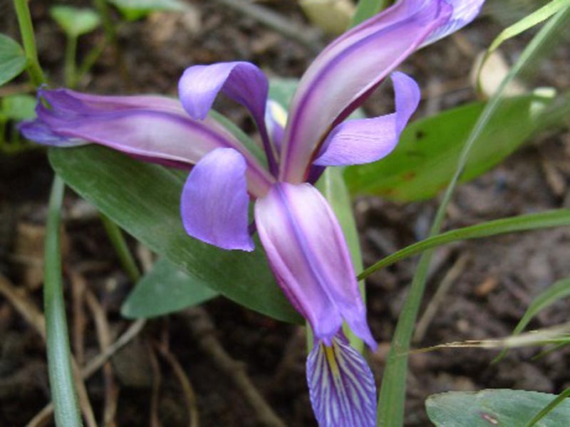 راهنمای نگهداری و پرورش گل و گیاهان زینتی - گل زنبق